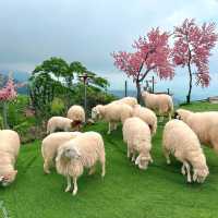 🐑 #ไร่ฟาร์มแกะ ภูทับเบิก☺️📌