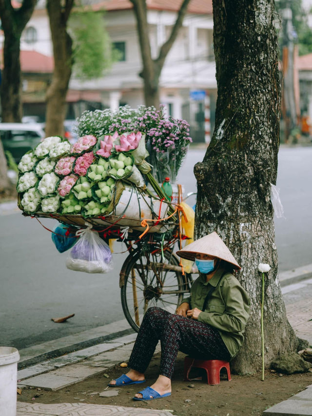 Lotus flowers in HaNoi
