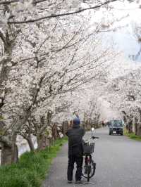 Nara | A Hidden Gem for Cherry Blossoms in Kansai 🌸🚶‍♀️