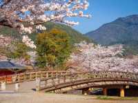 Arashiyama in Bloom: Kyoto’s Most Scenic Sakura Escape