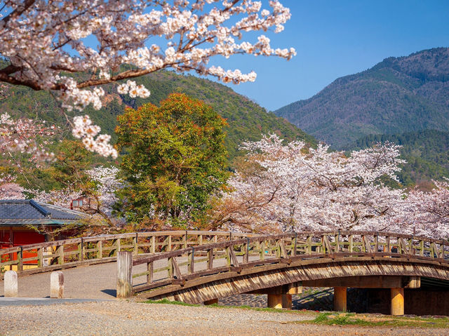 Arashiyama in Bloom: Kyoto’s Most Scenic Sakura Escape