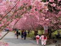 Formosan Aboriginal Culture Village Cherry Blossoms