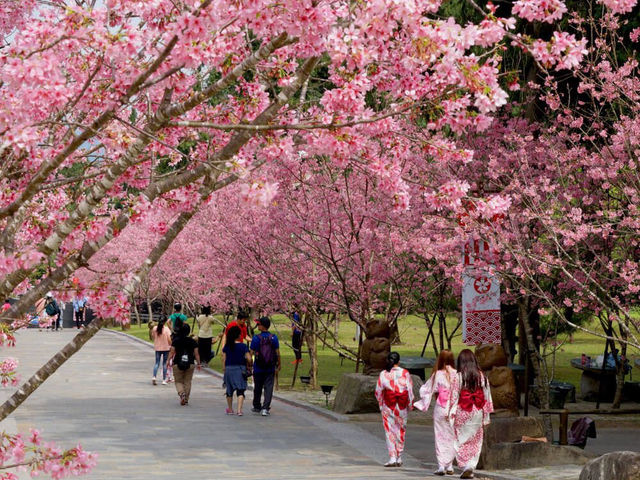 Formosan Aboriginal Culture Village Cherry Blossoms