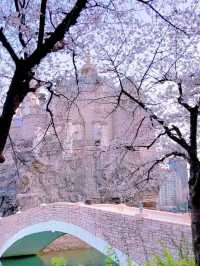 Reflections of Spring: Cherry Blossoms at Seokchon Lake