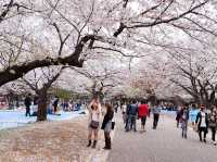 🌸 Sakura & Serendipity: My Perfect Day at Yoyogi Park 🌸