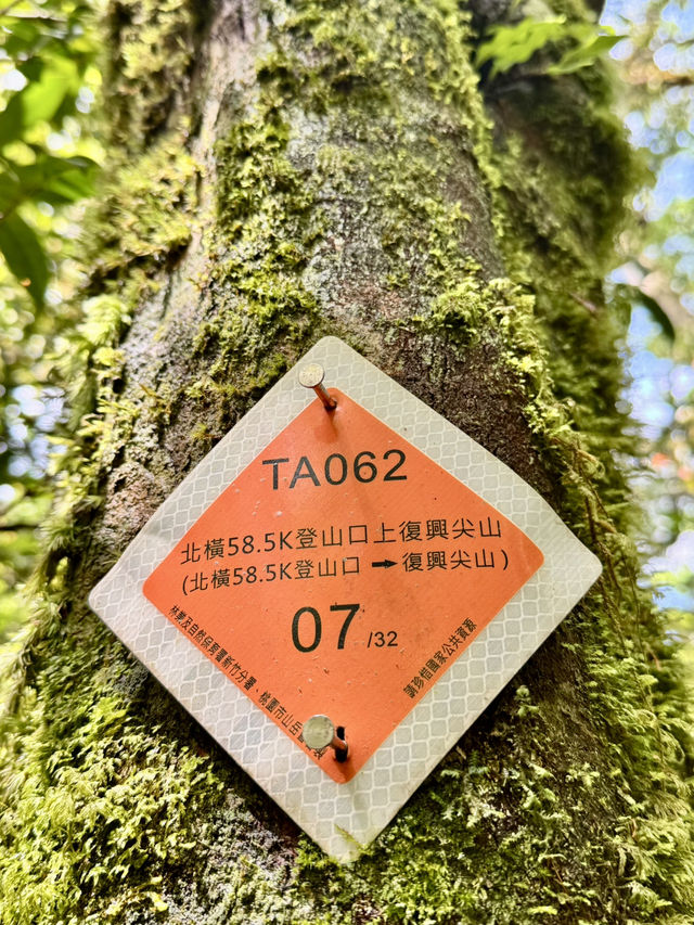 走走林相優美的復興尖山