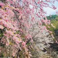 A Late Bloom Drive Through Byeonggok Village's Weeping Cherry Blossom Road