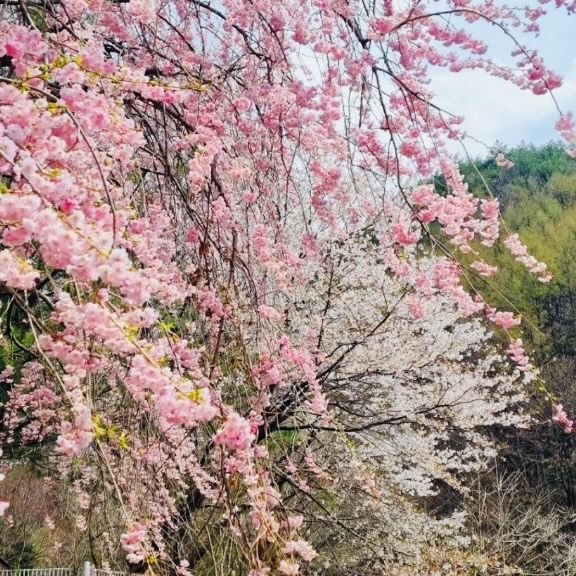 A Late Bloom Drive Through Byeonggok Village's Weeping Cherry Blossom Road