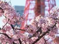 東京近郊｜清澄白河 × 芝公園｜遇見日常的光影溫度，一場靜靜流動的感動旅程