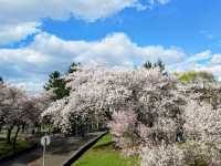 札幌農試公園，市民賞櫻踏青的農業試驗園區