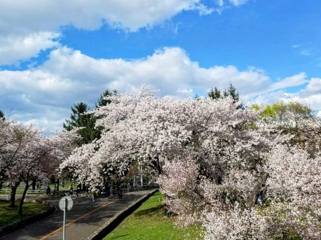 札幌農試公園，市民賞櫻踏青的農業試驗園區