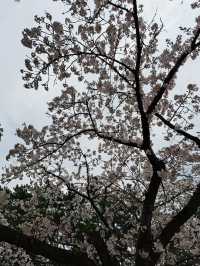 “Petal Dreams in the North: Aomori’s Sakura Symphony”