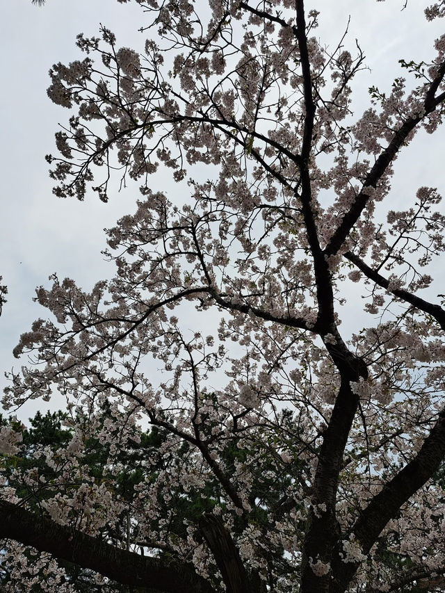 “Petal Dreams in the North: Aomori’s Sakura Symphony”