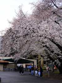 Shinjuku Gyoen National Garden - spring memory