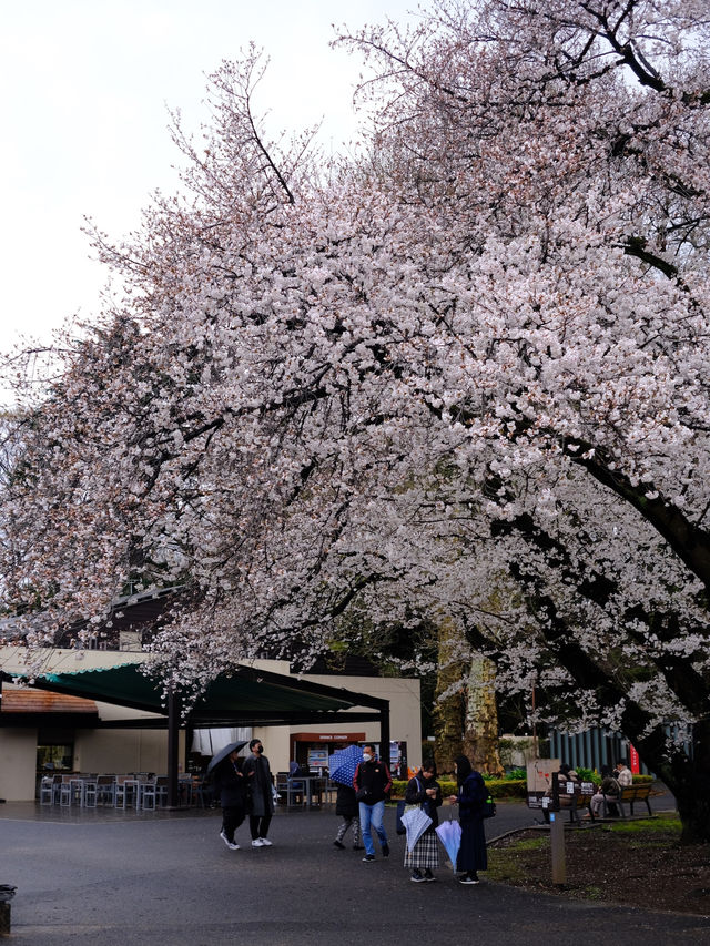 Shinjuku Gyoen National Garden - spring memory