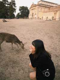 🦌奈良鹿公園探險🇯🇵