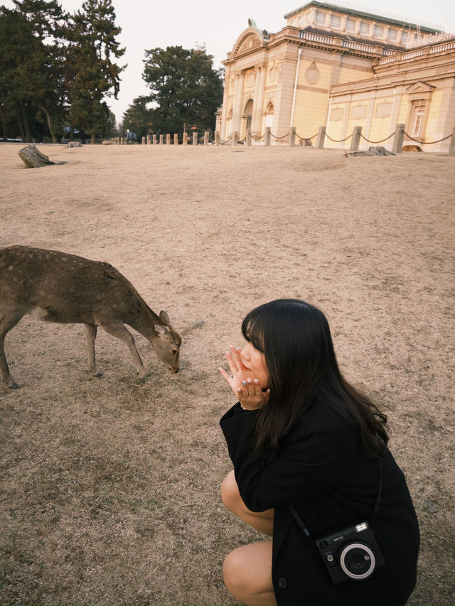 🦌奈良鹿公園探險🇯🇵