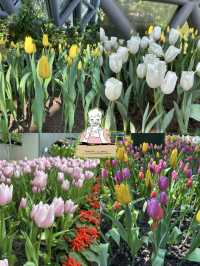 🌸 สวนดอกไม้เมืองหนาว ระยอง 🌸 เข้าชมฟรี! 