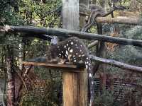 Explore the popular Devils@Cradle wildlife sanctuary 