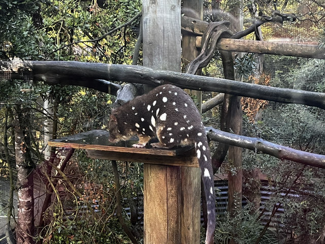 Explore the popular Devils@Cradle wildlife sanctuary 