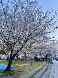 Five Minutes from the Crowd, a World Away in Bloom