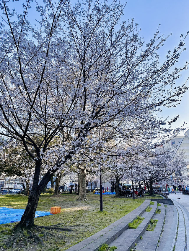 Five Minutes from the Crowd, a World Away in Bloom