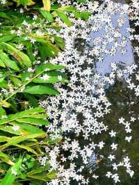 苗栗桐花5月雪初體驗，包車遊玩更舒適，雖然少少貴