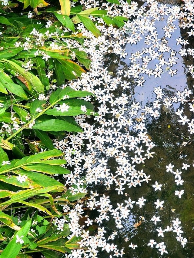 苗栗桐花5月雪初體驗，包車遊玩更舒適，雖然少少貴