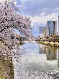 花見福岡：櫻花與古城交織的浪漫春日🌸