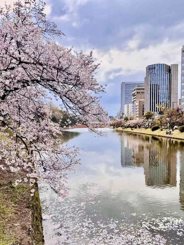 花見福岡：櫻花與古城交織的浪漫春日🌸