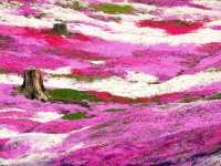 【北海道】圧巻のピンクの絨毯！「ひがしもこと芝桜公園」