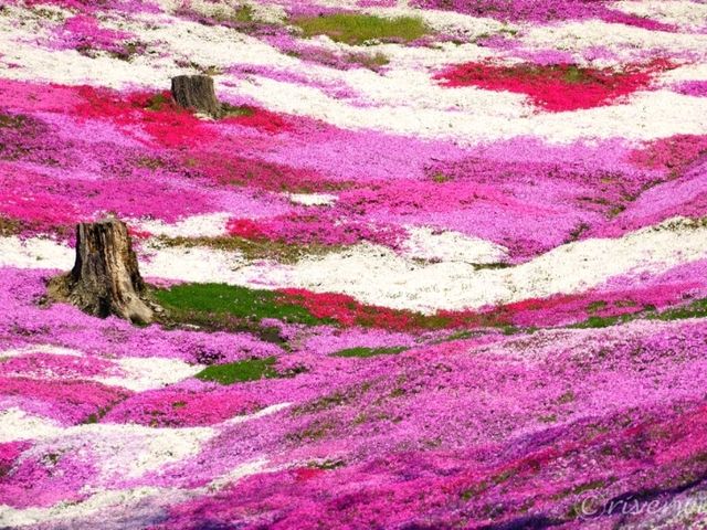 【北海道】圧巻のピンクの絨毯！「ひがしもこと芝桜公園」