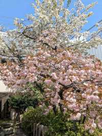 Sakura Spot No One’s Talking About 🌸
