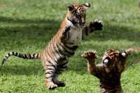 Ranthambore Tiger Reserve