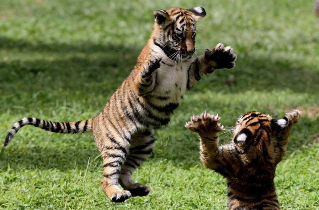 Ranthambore Tiger Reserve