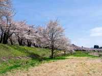 Samurai Streets + Cherry Blossoms