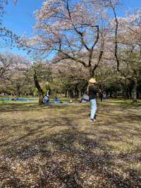 Yoyogi Park: Tokyo’s Cherry Blossom Oasis