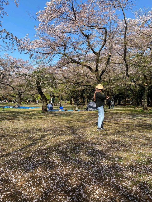Yoyogi Park: Tokyo’s Cherry Blossom Oasis