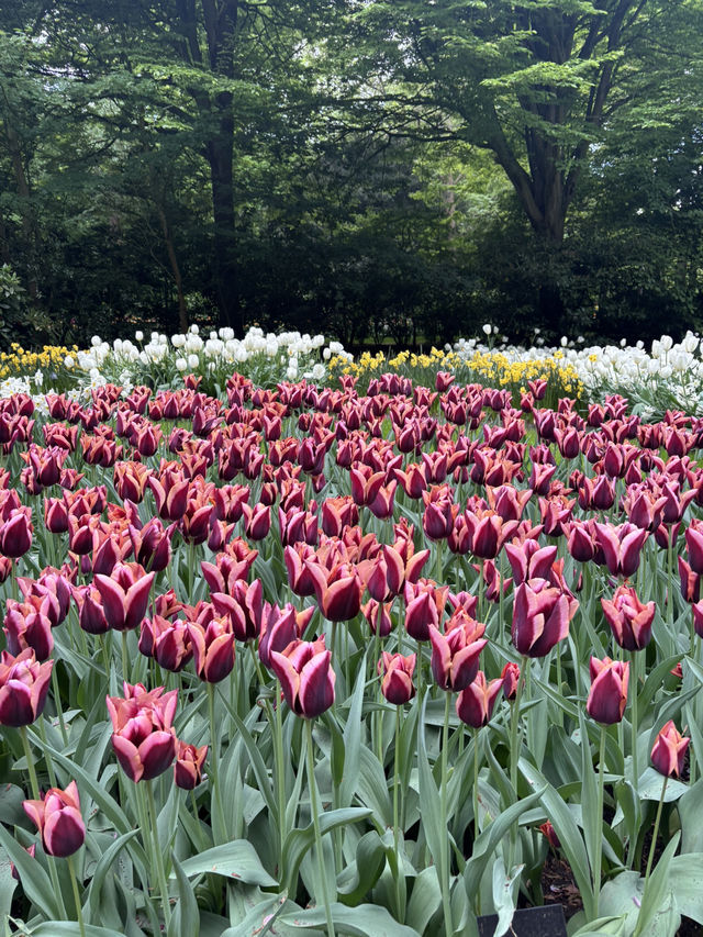 【オランダ】チューリップ🌷