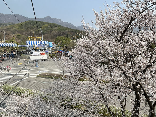 과천 나들이 코스로 좋은곳 ‘서울대공원’ 🦓