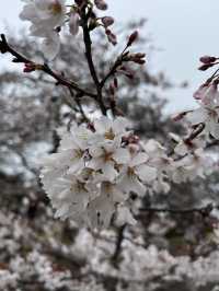🌸【雨中偕樂園．櫻花靜賞漫旅】探訪日本三大名園之一｜水戶最值得造訪的春日秘境