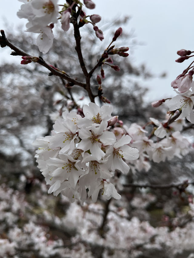 🌸【雨中偕樂園．櫻花靜賞漫旅】探訪日本三大名園之一｜水戶最值得造訪的春日秘境