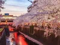Nakameguro by the Meguro River – A Trendy Tokyo Stroll with Seasonal Charm