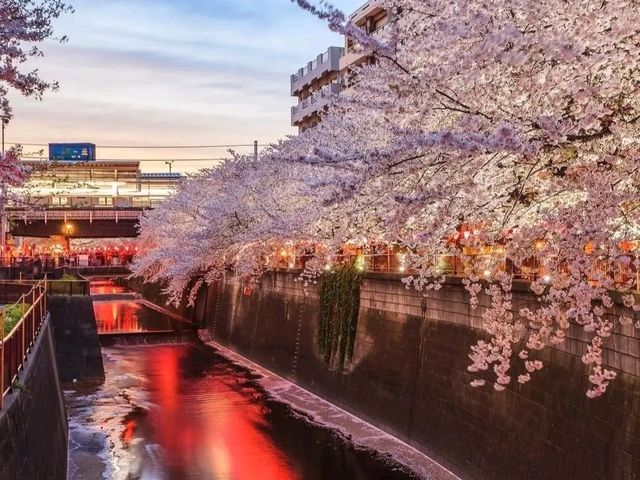 Nakameguro by the Meguro River – A Trendy Tokyo Stroll with Seasonal Charm