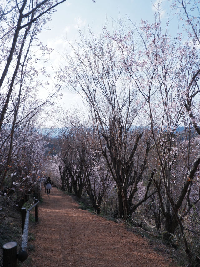 東海道新幹線：大阪去福島只需四小時