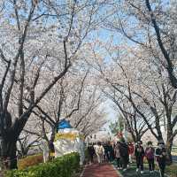 釜山賞櫻：咖啡一條街