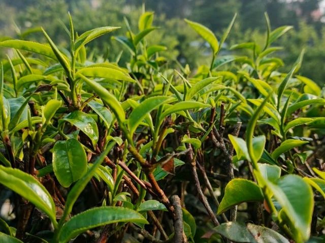 รีวิว ลีไวน์รักไทย รีสอร์ท | แม่ฮ่องสอน 🛖🏞