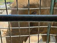 你知道日本有動物園可以餵獅子吃肉嗎？