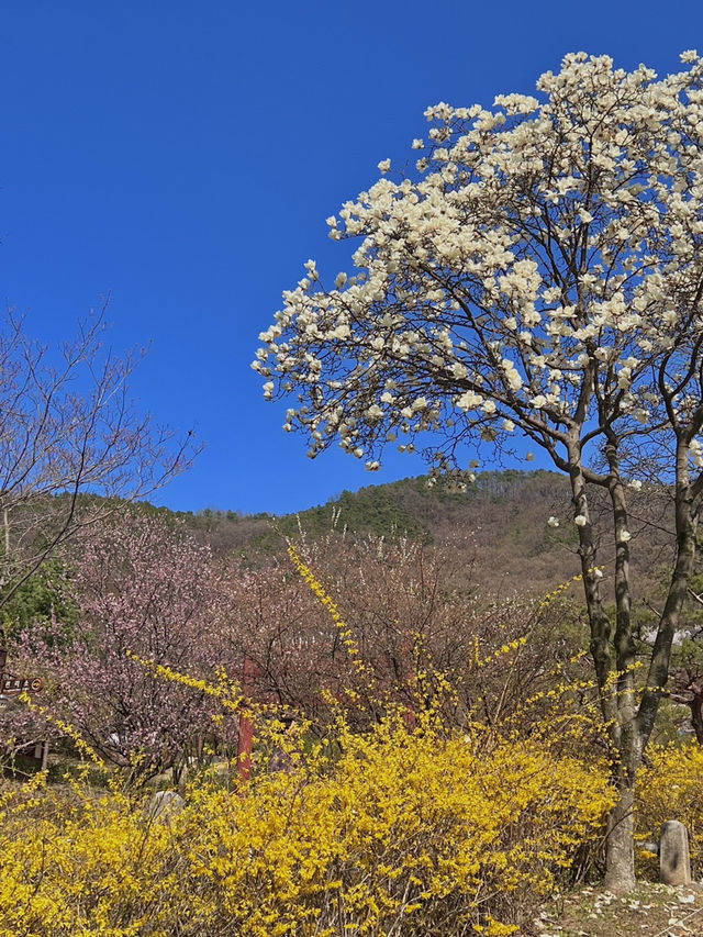 대전 벚꽃 명소 🌸