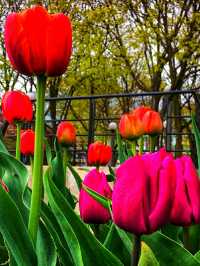 Toronto Music Garden – Where Nature Dances to Bach’s Melody 